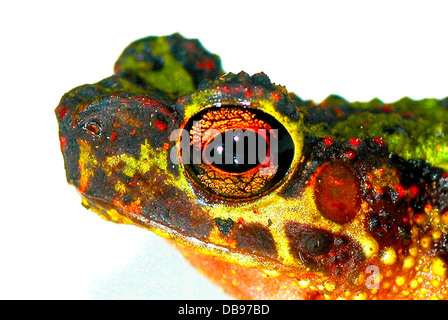 Bornean Rainbow Toad Ansonia latidisca endemic Borneo Sarawak frog endangered Penrissen IUCN Red List Conservation International Stock Photo