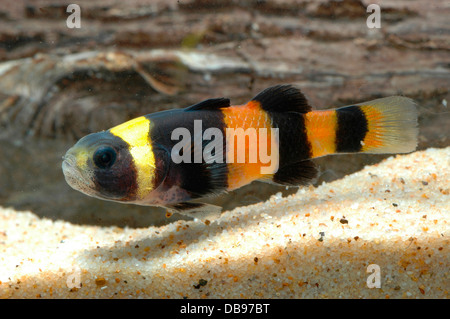Brachygobius doriae Bumble bee goby Borneo Sarawak aquarium fish tropical blackwater Stock Photo