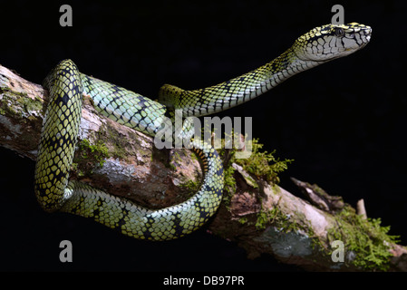 Parias sumatranus Sumatran Pit Viper inhabits lowland rainforests of Southeast Asia. It is a venomous snake. Stock Photo
