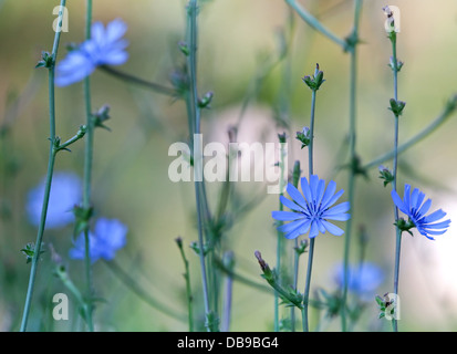 Wild chicory flowers. Macro photo Stock Photo