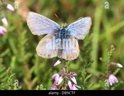 Alcon Blue butterfly (Phengaris alcon) foraging on cross-leaved heath Stock Photo