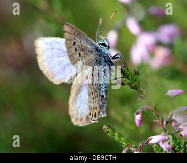 Alcon Blue butterfly (Phengaris alcon) foraging on cross-leaved heath Stock Photo