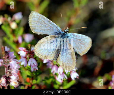 Alcon Blue butterfly (Phengaris alcon) foraging on cross-leaved heath Stock Photo