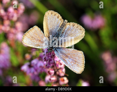 Alcon Blue butterfly (Phengaris alcon) foraging on cross-leaved heath Stock Photo