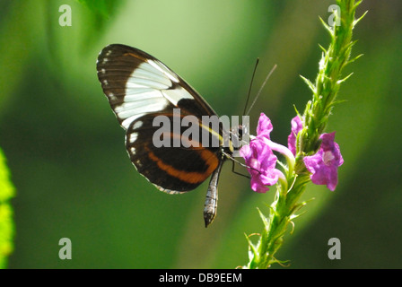 Cydno Longwing Butterfly (Heliconius cydno) in Costa Rica rainforest Stock Photo