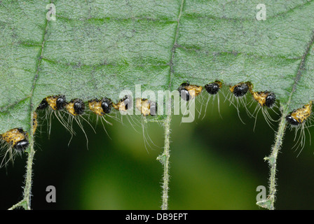 Young Buff-tip Moth caterpillars (Phalera bucephala) feeding Stock Photo