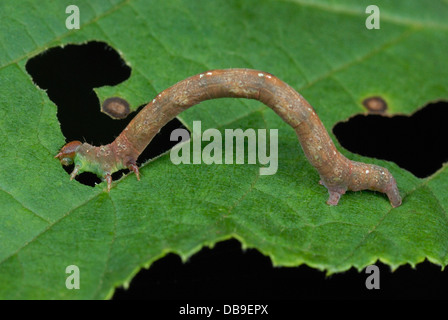 Common White Wave moth caterpillar (Cabera pusaria Stock Photo