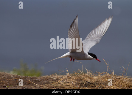 Arctic tern on Inner Farne Stock Photo