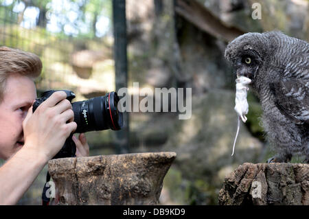 A great grey owl holds a dead mouse in its beak and looks into the camera of a photographer in an aviary of the zoo in Berlin, Germany, 26 July 2013. Four little great grey owls were born in May 2013 at the zoo and are now presented to the public. Photo: Marcel Kusch Stock Photo