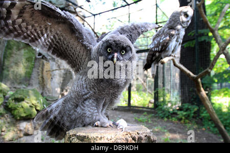 A great grey owl lands on a trunk of a tree and looks into the camera in an aviary of the zoo in Berlin, Germany, 26 July 2013. Four little great grey owls were born in May 2013 at the zoo and are now presented to the public. Photo: Marcel Kusch Stock Photo