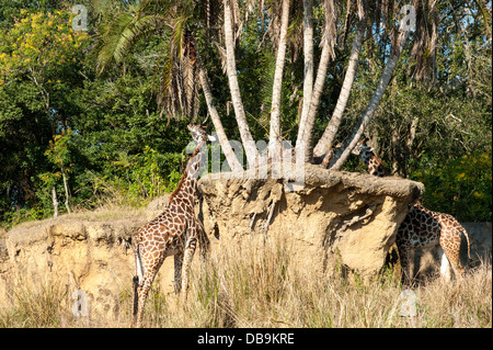 Giraffe eating at Disney's Animal Kingdom at Walt Disney World Resort, Orlando, Florida Stock Photo