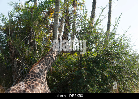 Giraffe eating, Disney's Animal Kingdom at Walt Disney World Resort, Orlando, Florida Stock Photo