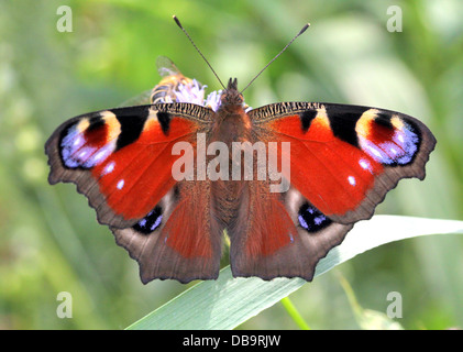 European common Peacock butterfly (Inachis io, Aglais io) foraging on a thistle flower Stock Photo