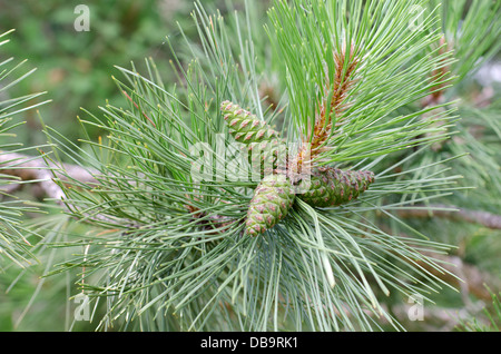 Pine cones growing on a tree and still green Stock Photo