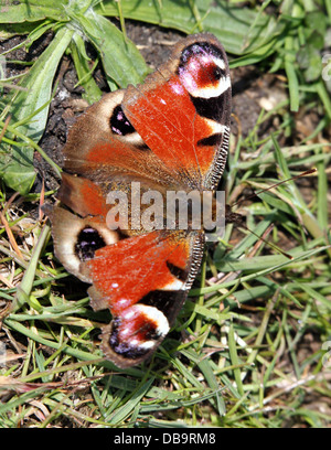 Detailed macro of the colourful Common Peacock butterfly (Inachis io)