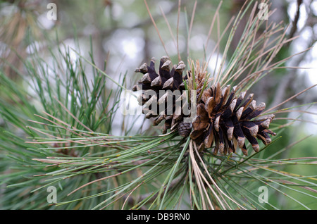 Two pine cones on a tree Stock Photo