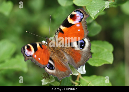 Detailed macro of the colourful Common Peacock butterfly (Inachis io)