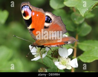 Detailed macro of the colourful Common Peacock butterfly (Inachis io) Stock Photo