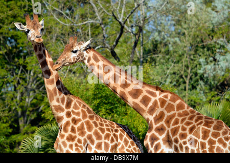 Closeup two giraffes (Giraffa camelopardalis) on green foliage background Stock Photo