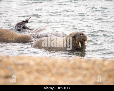 Walrus (Odobenus rosmarus) off a beach in northern Svalbard, once hunted to near extinction Stock Photo