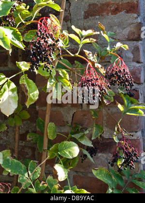 Common elder (Sambucus nigra) Stock Photo