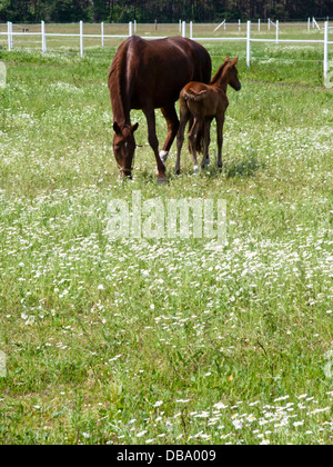 Corn chamomile (Anthemis arvensis) on a pasture with horses Stock Photo