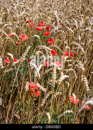 Wheat (Triticum aestivum) and corn poppy (Papaver rhoeas) Stock Photo