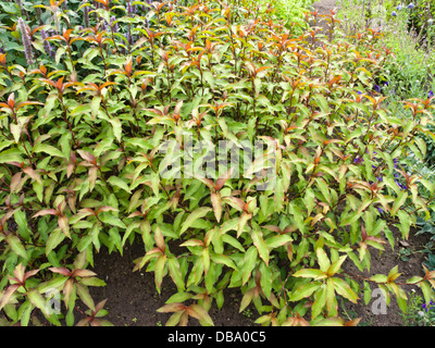 Marshpepper knotweed (Persicaria hydropiper syn. Polygonum hydropiper) Stock Photo