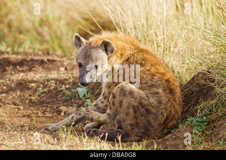Hyna in the African grassland. Stock Photo
