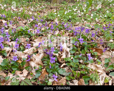 Heath dog violet (Viola canina) Stock Photo