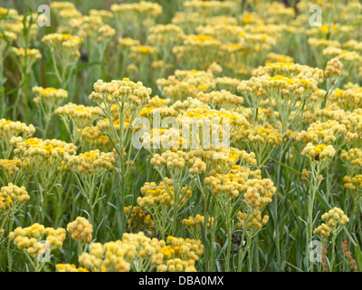 Dwarf everlasting (Helichrysum arenarium) Stock Photo