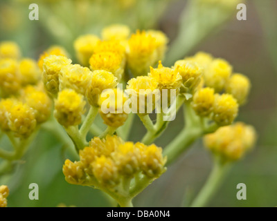 Dwarf everlasting (Helichrysum arenarium) Stock Photo