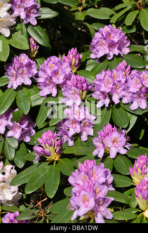 Catawba rhododendron (Rhododendron catawbiense) Stock Photo