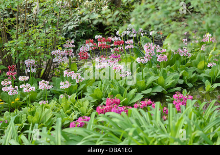 Japanese candelabra primrose (Primula japonica) Stock Photo