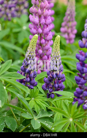 Garden lupin (Lupinus polyphyllus) Stock Photo