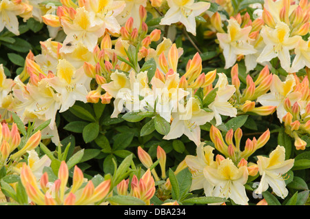 Pontic azalea (Rhododendron luteum 'Daviesii') Stock Photo