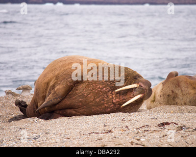 Walrus (Odobenus rosmarus) off a beach in northern Svalbard, once hunted to near extinction Stock Photo