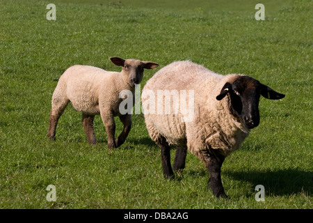 rare breed black faced sheep and lambs grazing at Dalton, Dumfries & Galloway, Scotland Stock Photo