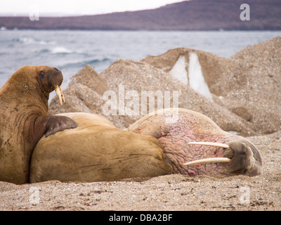 Walrus (Odobenus rosmarus) off a beach in northern Svalbard, once hunted to near extinction Stock Photo