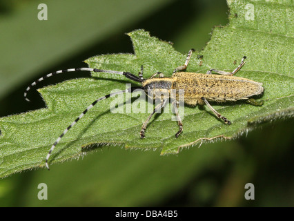 Close-up of the golden-bloomed grey longhorn beetle (Agapanthia villosoviridescens) Stock Photo