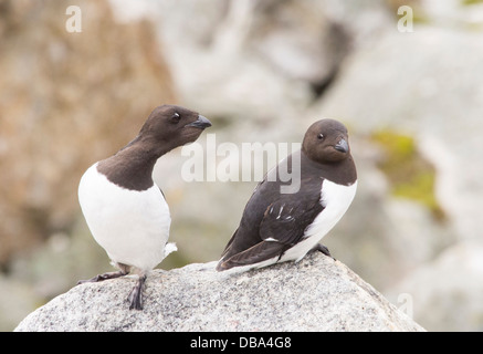 Little Auk or Dovekie (Alle alle) at a nesting colony at Sallyhamna (79°51’n 11°23’e) on the north coast of Spitsbergen