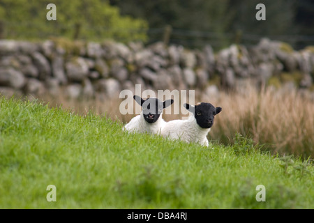 two black faced lambs (Cairnsmore; Gatehouse of Fleet; Dumfries & Galloway; Scotland) Stock Photo