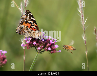 Butterfly On Brazilian Verbena, American Painted Lady, Vanessa virginiensis With Honey Bee Stock Photo