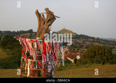 Remains of the vandalized Holy Thorn Tree on Wearyall Hill, Somerset. England United Kingdom Stock Photo