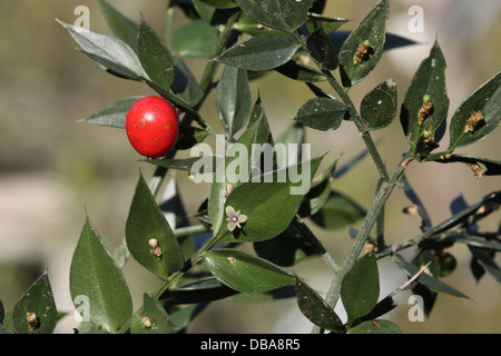 Butcher's Broom showing both flower and berry Stock Photo