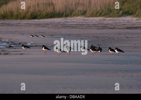 oyster catcher birds on shore, Ardwell Bay, Dumfries & Galloway, Scotland Stock Photo