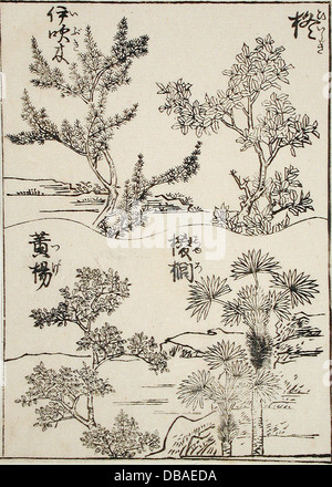 This artwork showcases four different tree types, presented as samples for artistic study. These samples demonstrate different textures, shapes, and forms, useful for artists exploring nature in their work. The pieces are intricately detailed and represent a blend of natural observation and artistic interpretation. Stock Photo