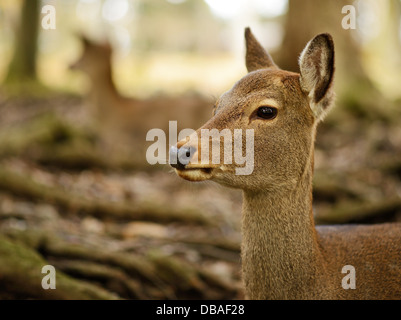 Nara deer roam free in Nara Park, Japan. Stock Photo