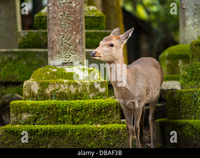 Nara deer roam free in Nara Park, Japan. Stock Photo