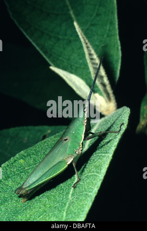 insects in the Nepal jungle near Chitwan National Park Stock Photo - Alamy